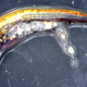 Pike that has ingested microplastic particles (Image: Oona M. Lönnstedt)